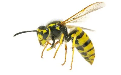 How to Keep Wasps Away From Your House This Summer